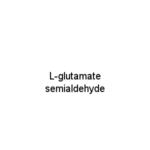 L-glutamate semialdehyde